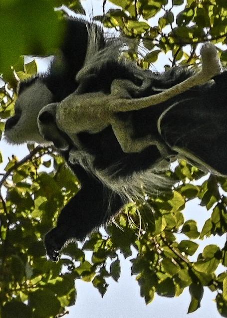 Baby Colobus Monkey Hangs On As His Mother Takes Flight. Photography Art | Michael J. Reinhart Photography