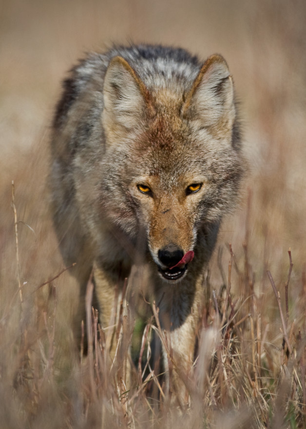 Stalking Coyote Photography Art | Kates Nature Photography, Inc.
