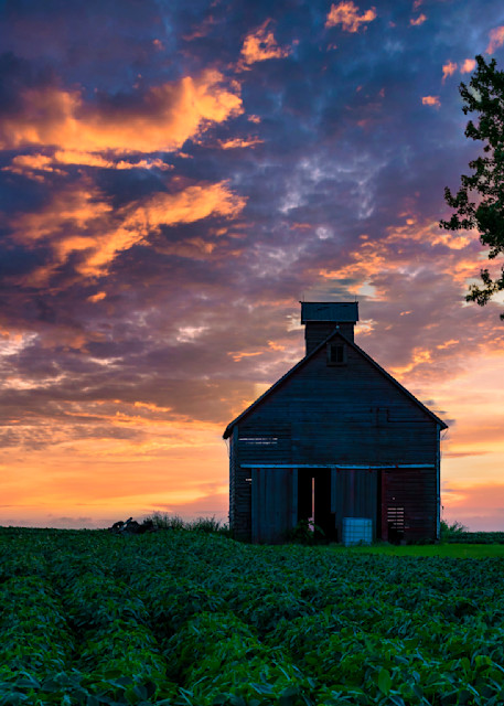 Corn Crib In Bean Field At Summer Sunset Photography Art | Izzy Gomez Photography