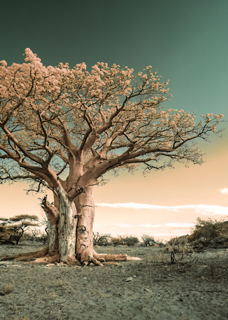Baobab Art | Strati Hovartos