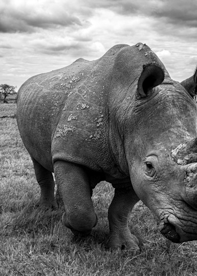Rhino Bull Art | Strati Hovartos