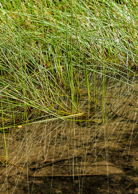 reeds along a shoreline