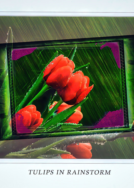 Tulips In The Rain 2 Photography Art | J-M Artography