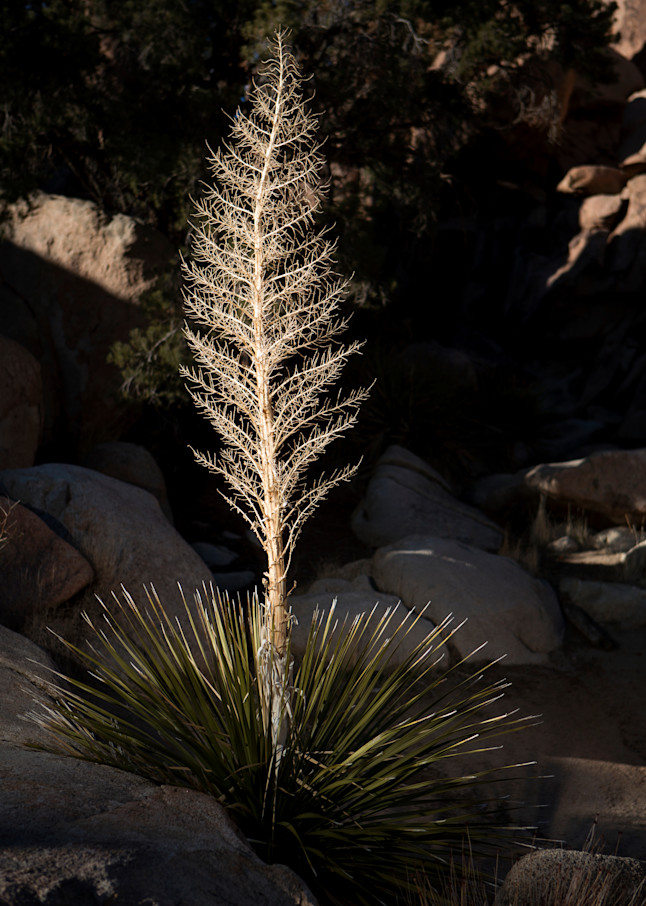 Yucca At Joshua Tree Photography Art | Philipson Foundation