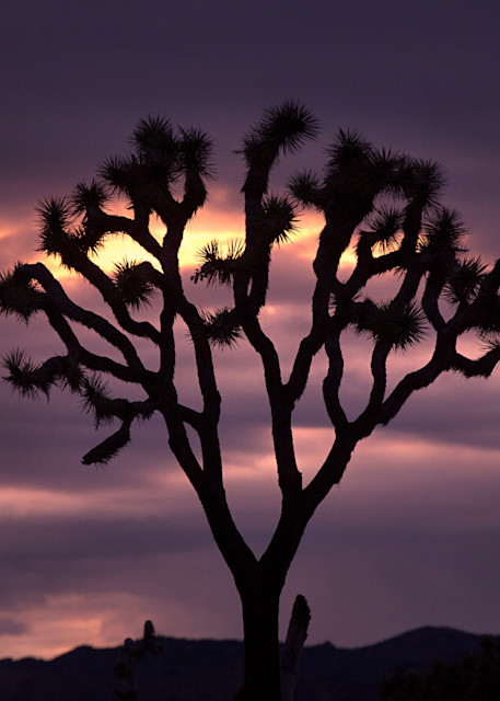 Purple Skies At Joshua Tree Photography Art | Philipson Foundation