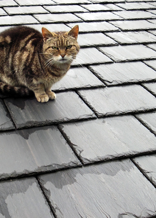 Cat On A Slate Roof Photography Art | Robert Harrison Fine Art