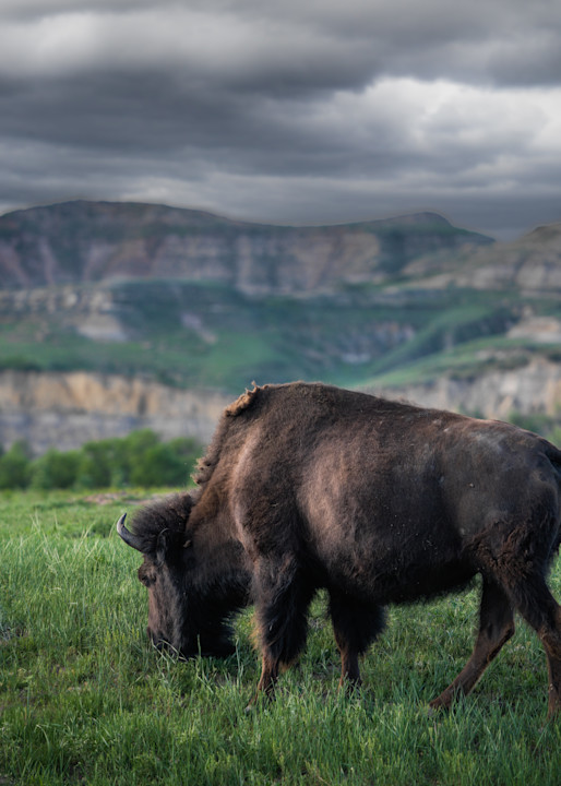 Lone Bison In The Badlands Photography Art | Kates Nature Photography, Inc.