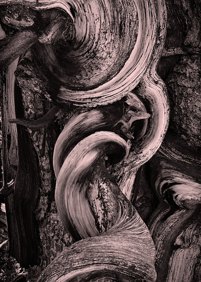 Bristlecone Detail Art | Bare Landscapes by Markusson
