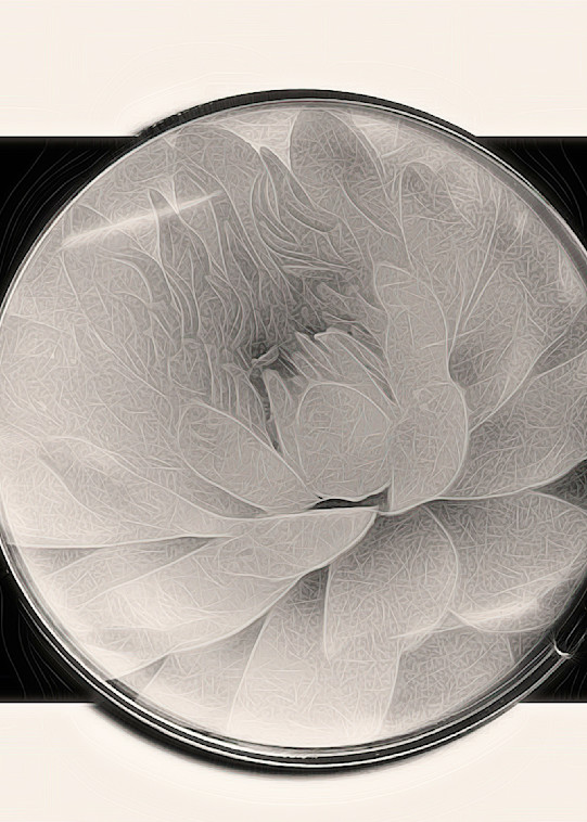 Flower Under Glass Photography Art | Photoeye Inc