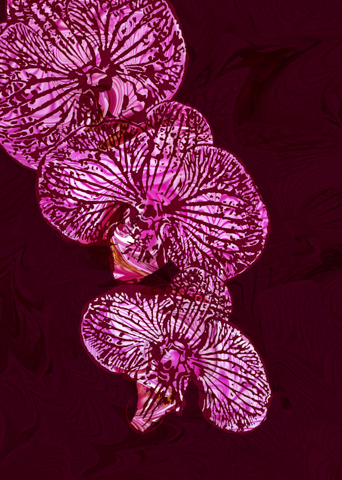 Kitchen Orchids, Emerging From Darkness Art | Elena Lipkowski Fine Arts