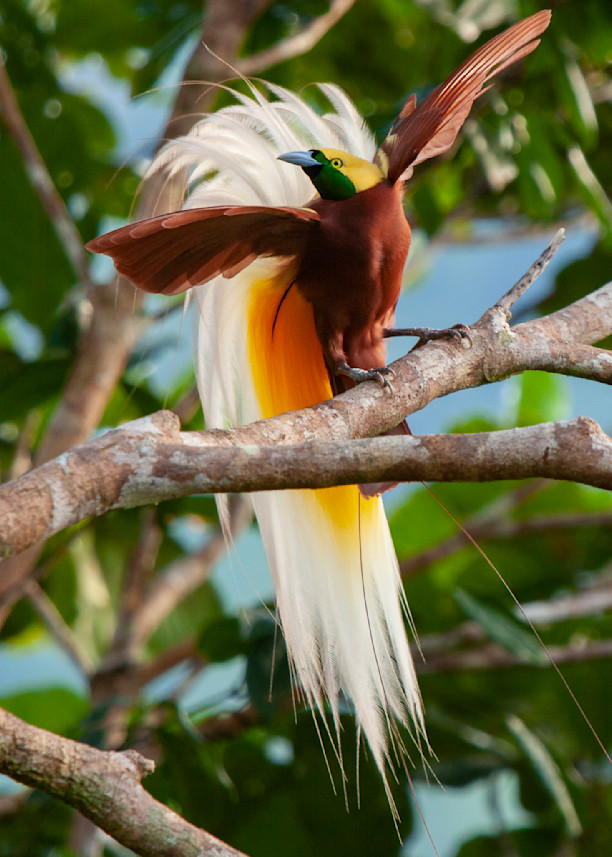 Lesser Bird-of-Paradise (Paradisaea minor) male displaying high in the rain forest canopy at his display site (lek).