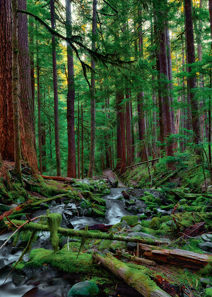 Lush Forest Photography Art | Kates Nature Photography, Inc.