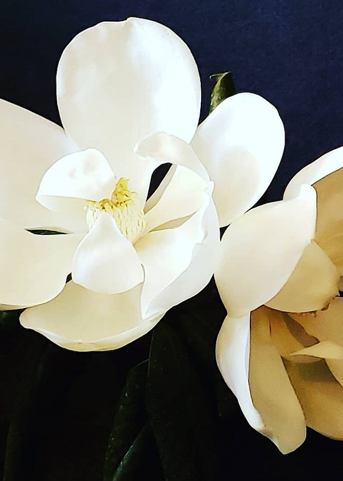 Magnolias Art | Mish Murphy Fine Art