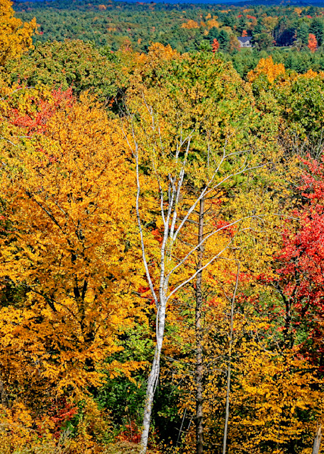 Fall Color Bunch Photography Art | Fred Pais Photography