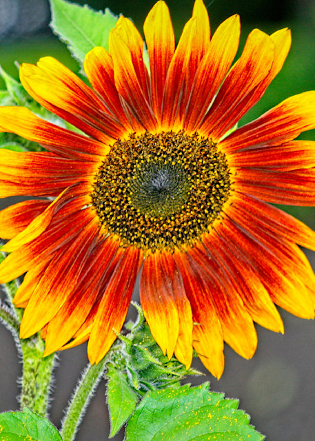 Single Sunflower Photography Art | Fred Pais Photography