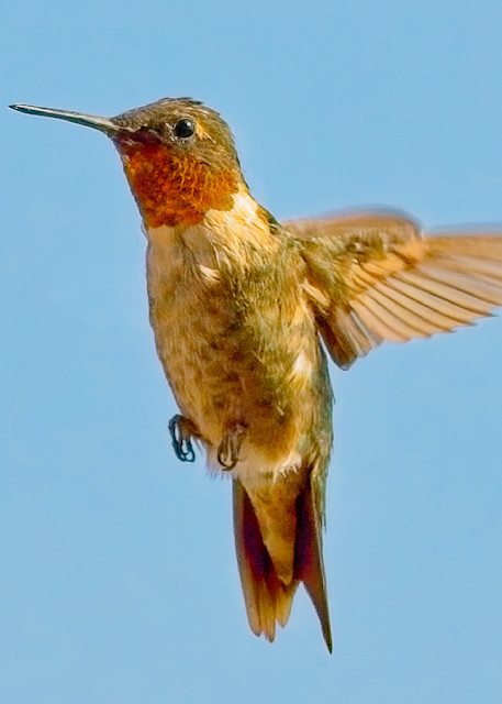 Ruby Red Throat Hummer Photography Art | Fred Pais Photography