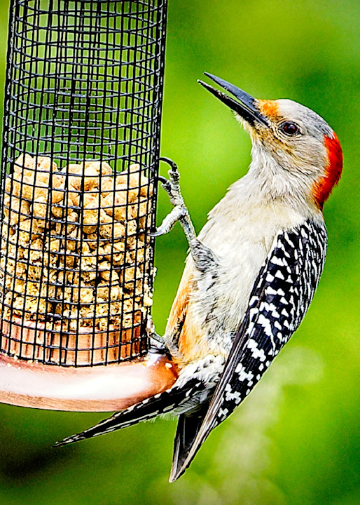 Red Bellied Woodpecker Photography Art | Fred Pais Photography