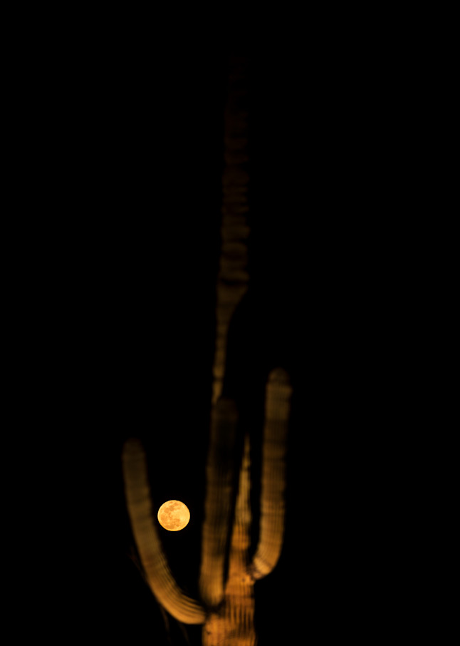 Saguaro Holds The Moon Photography Art | Philipson Foundation