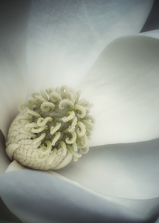 Shade Magnolia Photography Art | Kathleen Messmer Photography