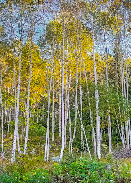 Birch Trees In The Alps Photography Art | J-M Artography