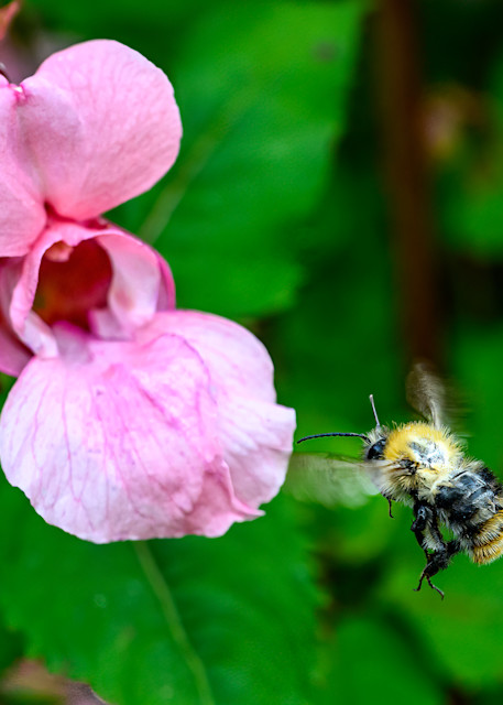 Bee Eautiful Dolomite Close Up Photography Art | Gingerich PhotoArt