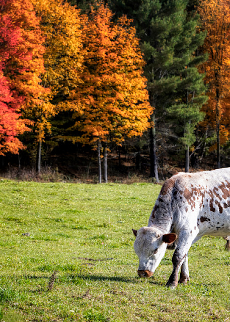 Vermont Cows In Fall Foliage Photography Art | Francois De Melogue