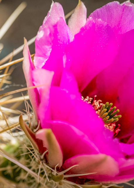 Pink Hedgehog Cactus Photography Art | NKF Fine ART