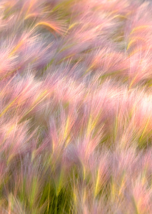 Watercolor Grass Photography Art | Kates Nature Photography, Inc.