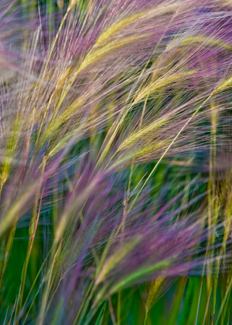 Purple Grass Photography Art | Kates Nature Photography, Inc.