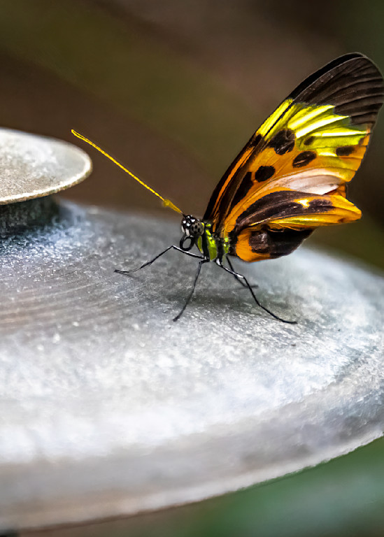 4x5 Butterfly On A Cymbal Photography Art | Paul Kober Photo