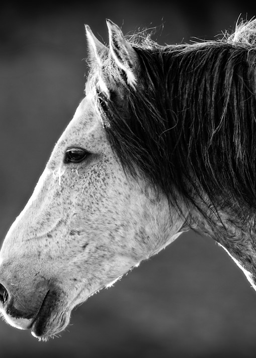 Profile Of A Horse Photography Art | Kates Nature Photography, Inc.
