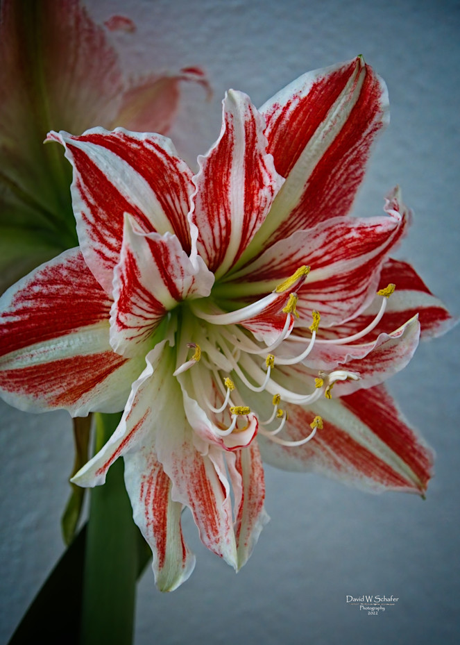 Red & White Lily Photography Art | David W Schafer