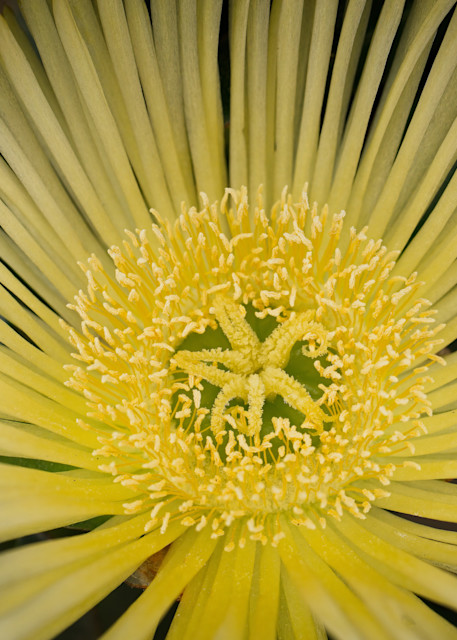 Yellow Sunburst Bloom Photography Art | David W Schafer