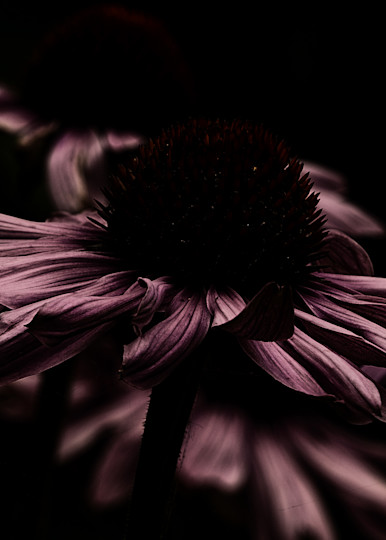 Cornflower Blooms Photography Art | David W Schafer