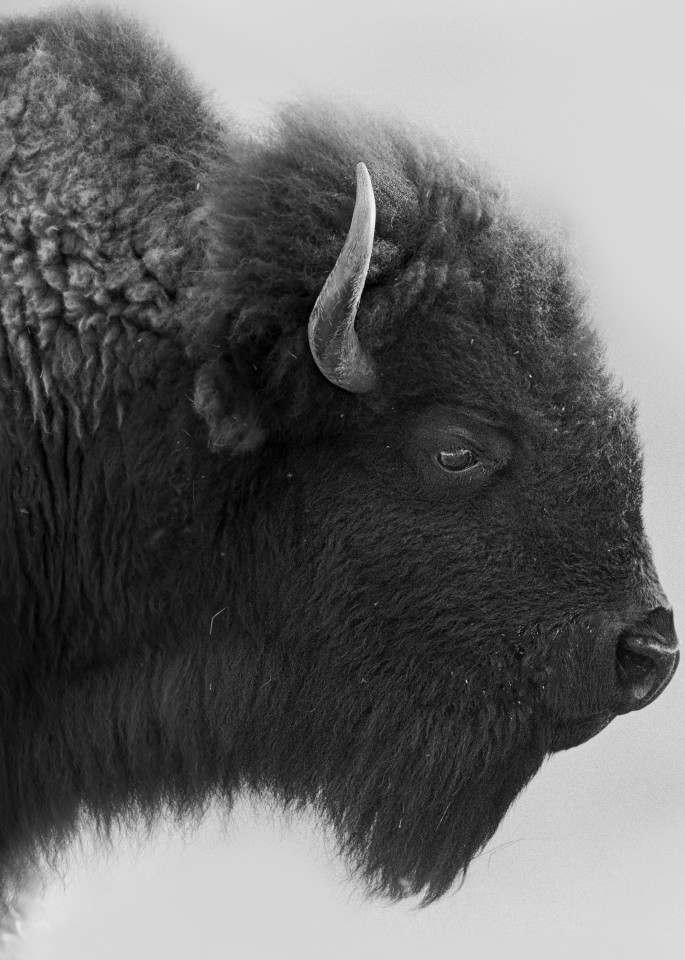 Bison Profile 2 Photography Art | Kates Nature Photography, Inc.