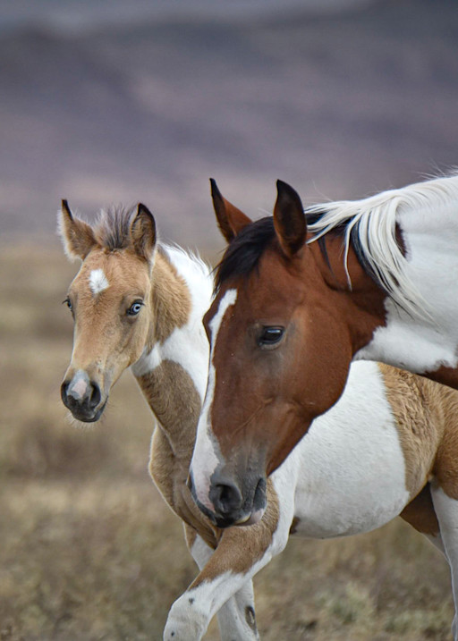 Dottie And The Blue Eyed Filly1 Photography Art | Kimberley Spencer Photography
