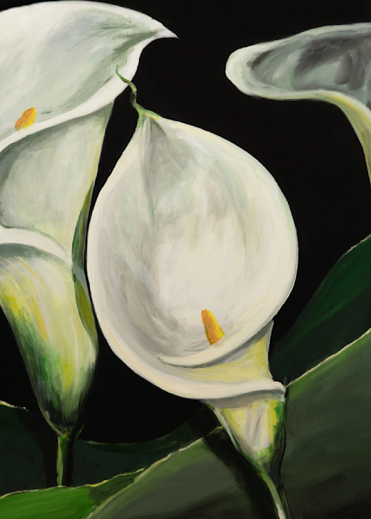 Cala Lily in Three