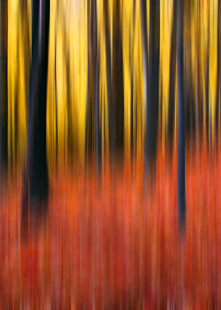 Forest Abstraction Photography Art | 3rdEye Photographic