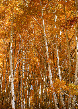 Autumn Aspens from the California Sierras