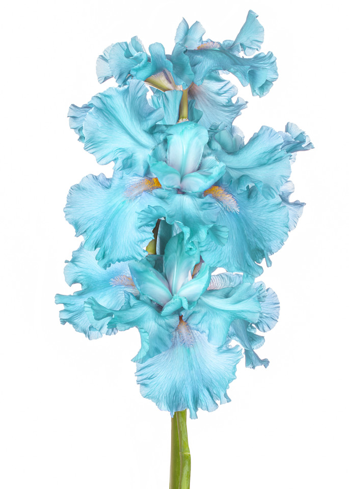 Blooms 4 Photography Art | KFP Pop UP