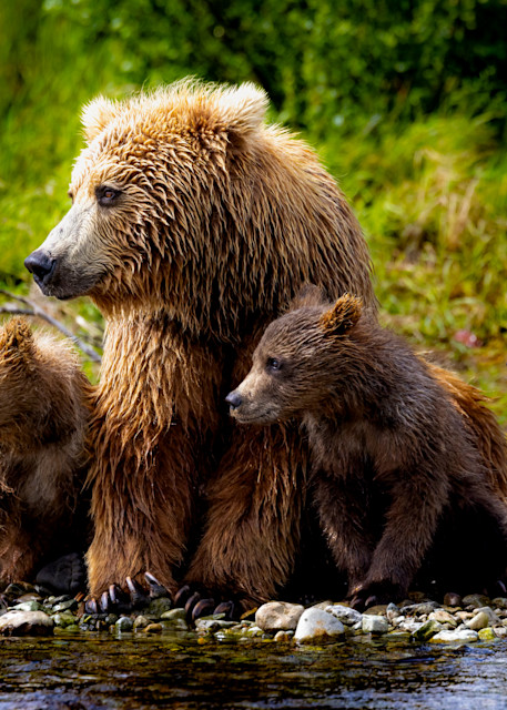Riverside Watch Brown Bear and Cubs Riverside Alaska by Colorado Born Images Fine Art Photography