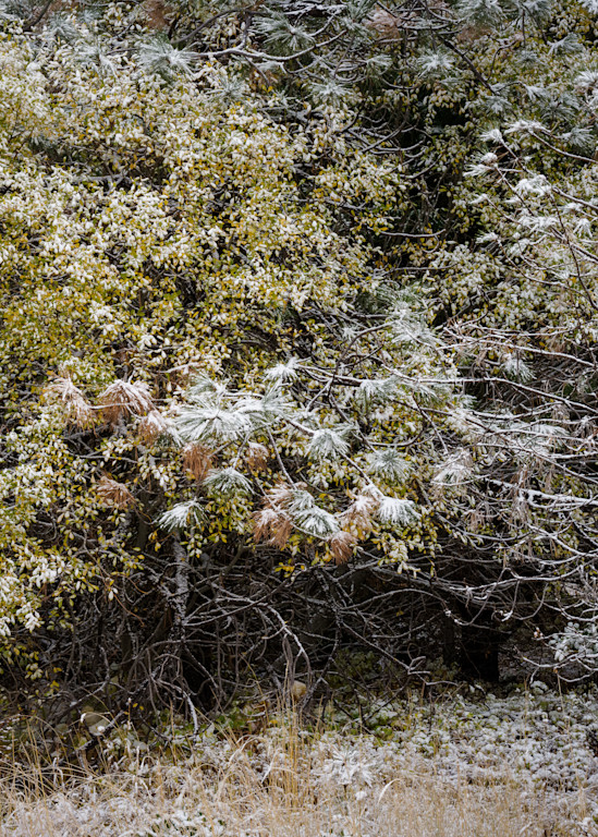 Fresh Autumn Snow, Mt Hood National Forest, Oregon, 2022