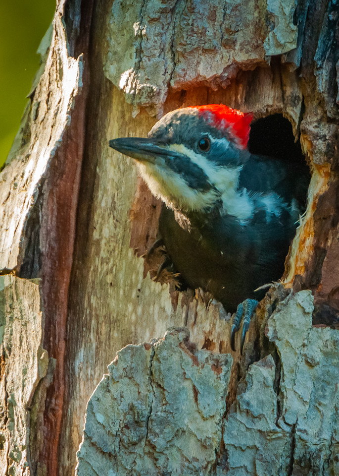 Pileated Woodpecker (2) Photography Art | Monteux Gallery