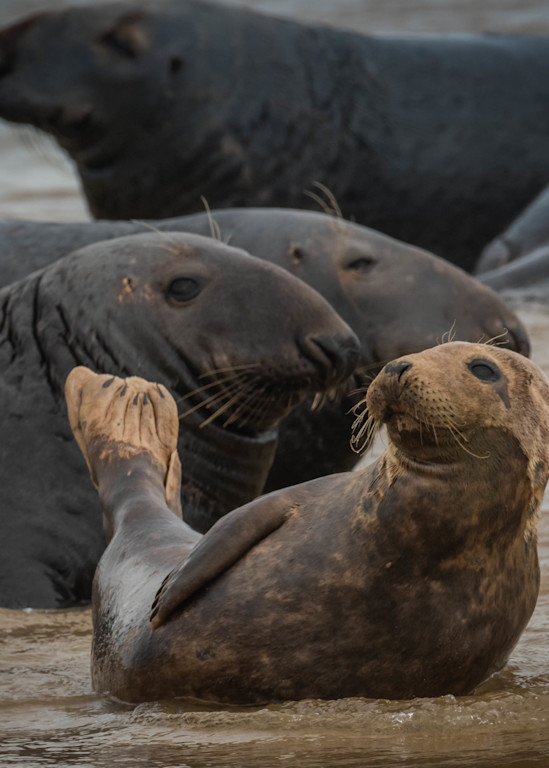 Cape Cod Seals (1) Photography Art | Monteux Gallery