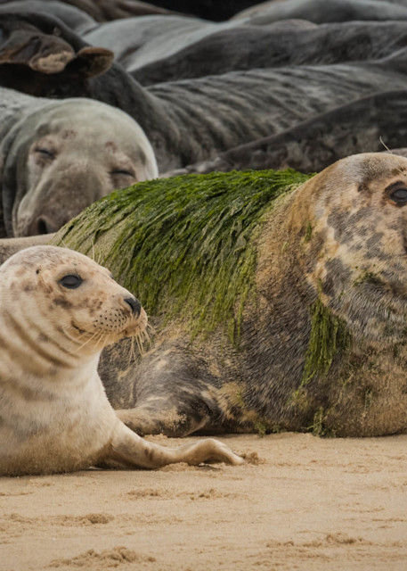 Cape Cod Seals (2) Photography Art | Monteux Gallery