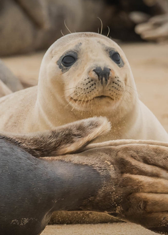 Cape Cod Seals (3) Photography Art | Monteux Gallery