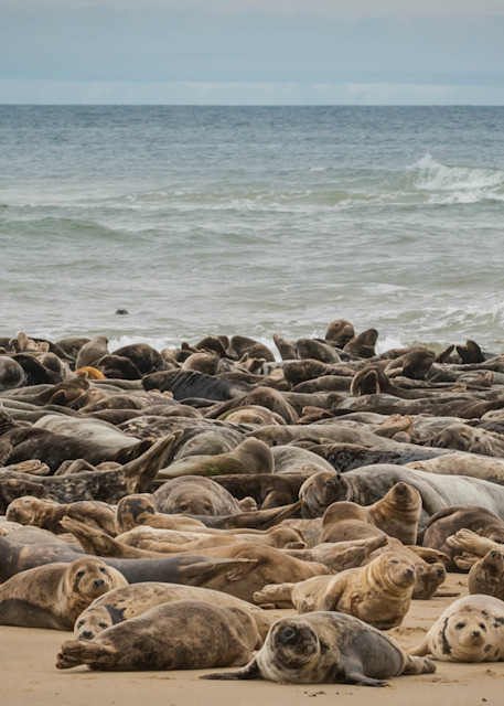 Cape Cod Seals (4) Photography Art | Monteux Gallery