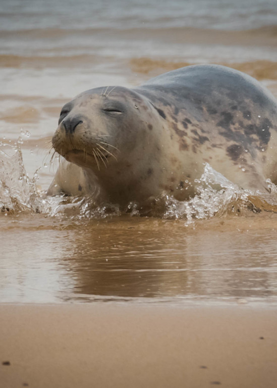 Cape Cod Seals (5) Photography Art | Monteux Gallery