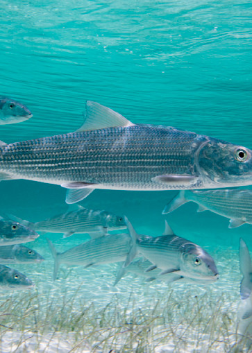Bonefish Beauty Photography Art | Dodge Ocean