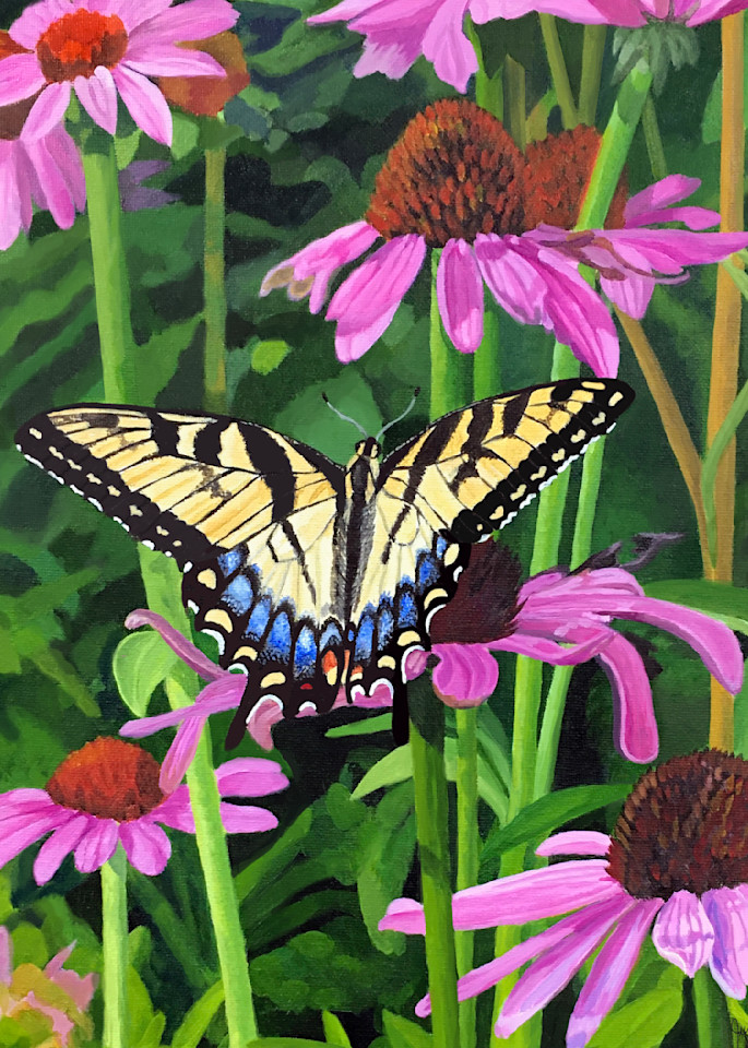 Tiger Swallowtail In Coneflowers  Art | Judy's Art Co.
